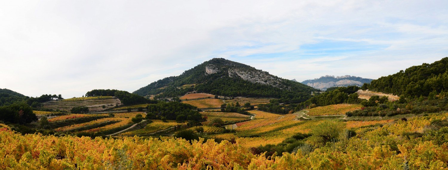 Panorama vignes copie